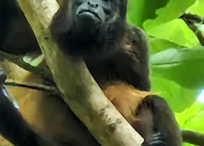 Villasjungle 1 *