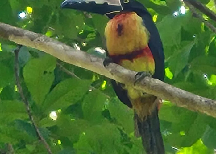Сasa de vacaciones Villasjungle 1